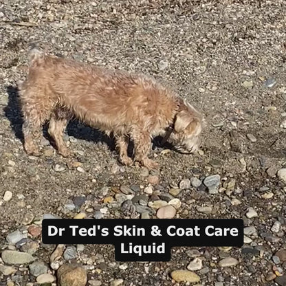 Dr Ted's Velvet Coat - Skin and  Coat Care Supplement for dogs