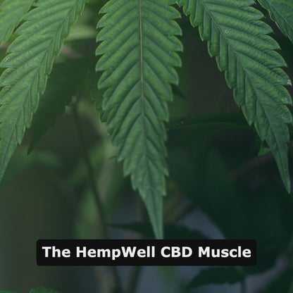 HempWell CBD Muscle & Joint Balm